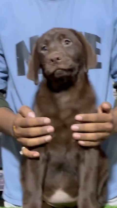 Dachshund Puppy, farm video