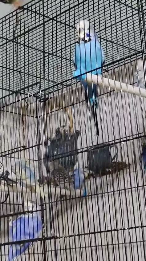 Exhibition Budgies, farm video
