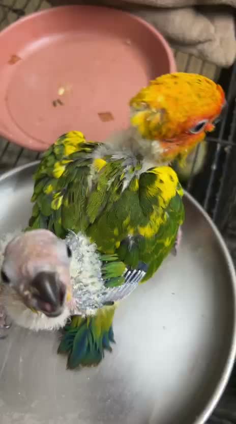Sun Conure, farm video