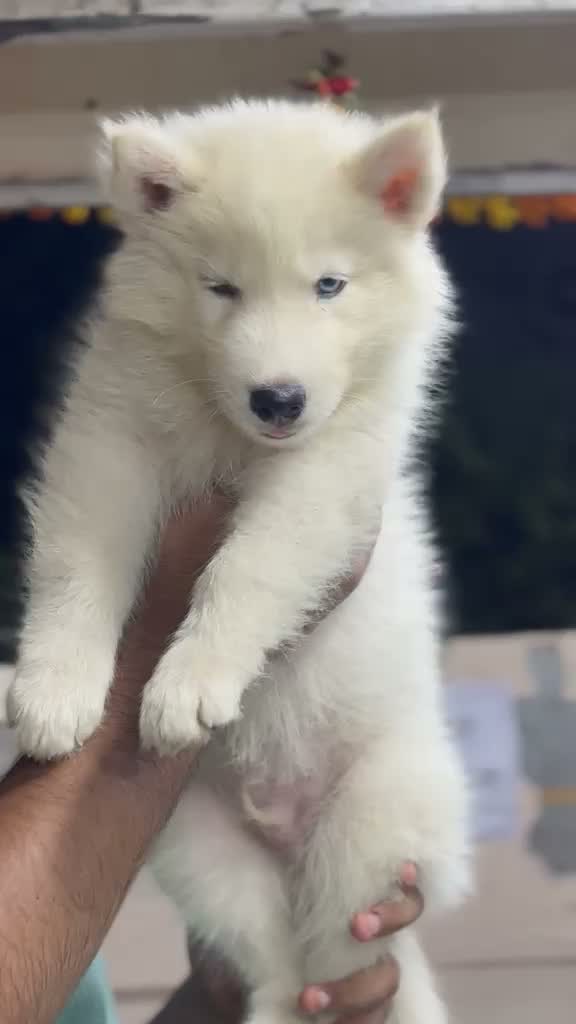 Siberian Husky Puppy | Black & White Color, farm video