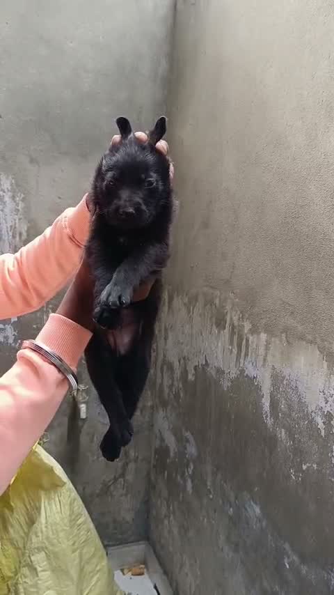 German Shepherd Puppy, farm video