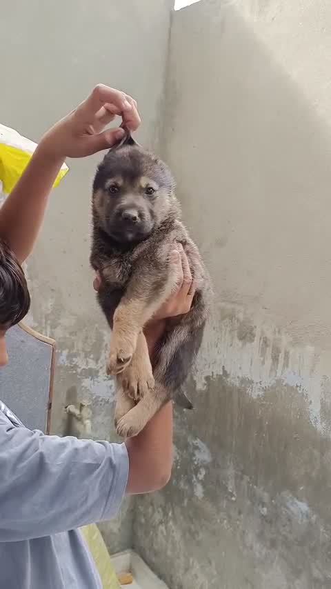 German Shepherd Puppy, farm video