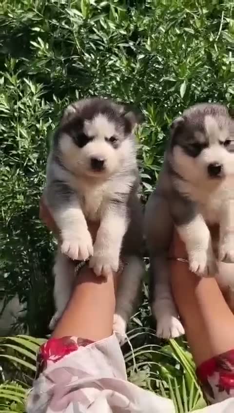 Siberian Husky Puppy | Black & White Color, farm video