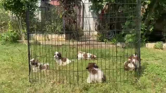 Dachshund Puppy | Brown & Tan, farm video