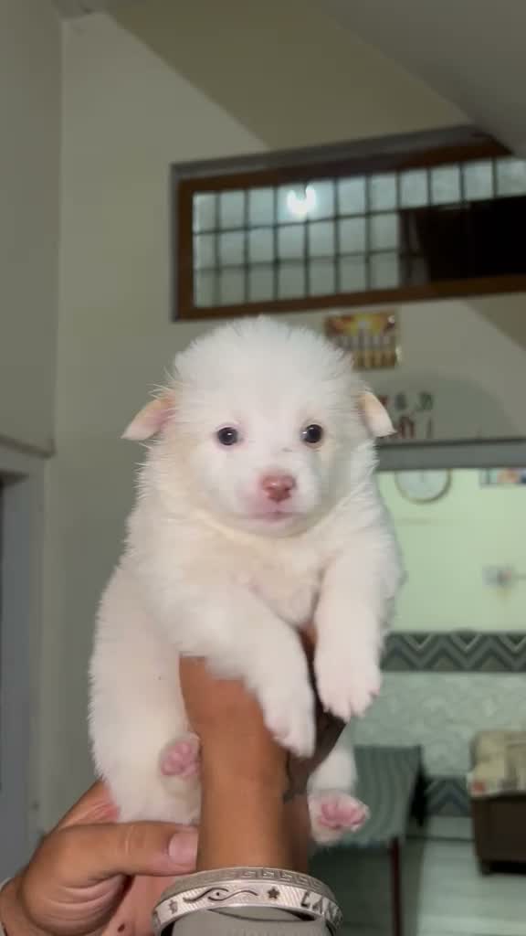 Pomeranian Puppy, farm video