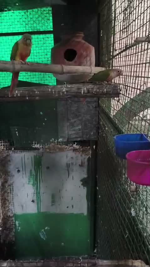 Small Cheek Conure, farm video