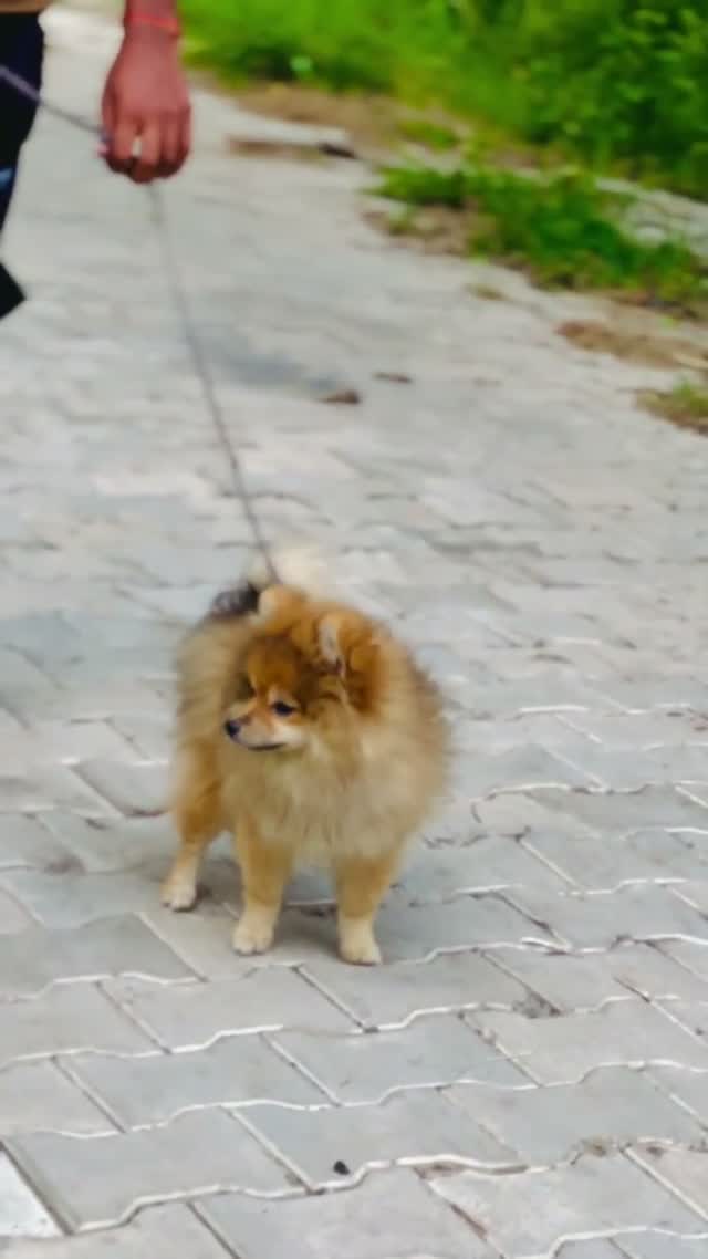 Culture Toy Pom Puppy | Black, farm video