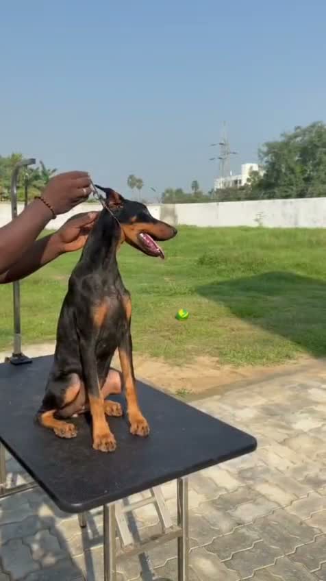Doberman Pinscher Puppy | Brown & Tan, farm video