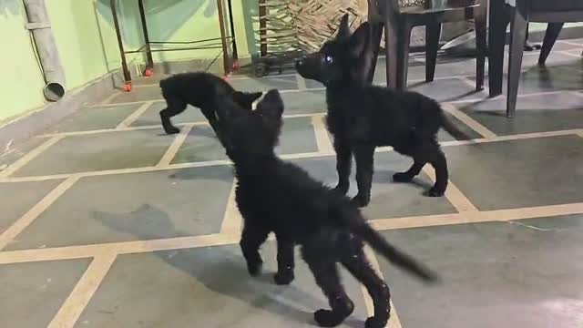 German Shepherd Puppy, farm video