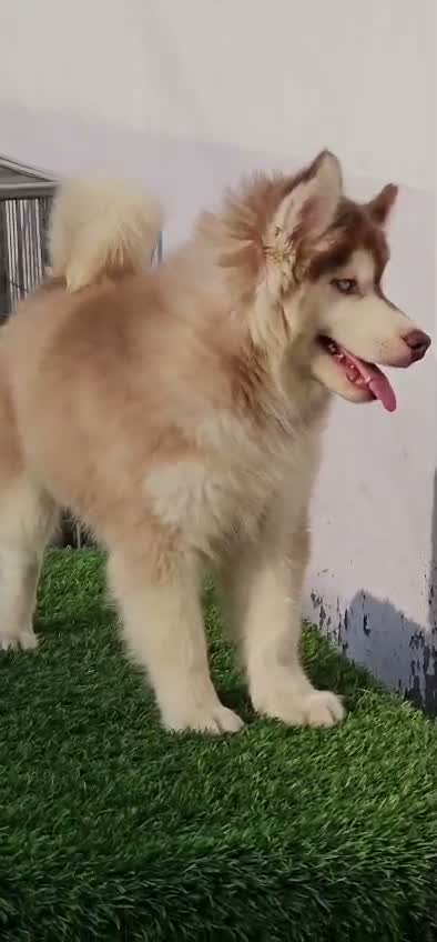 Siberian Husky Puppy | Black & White Color, farm video