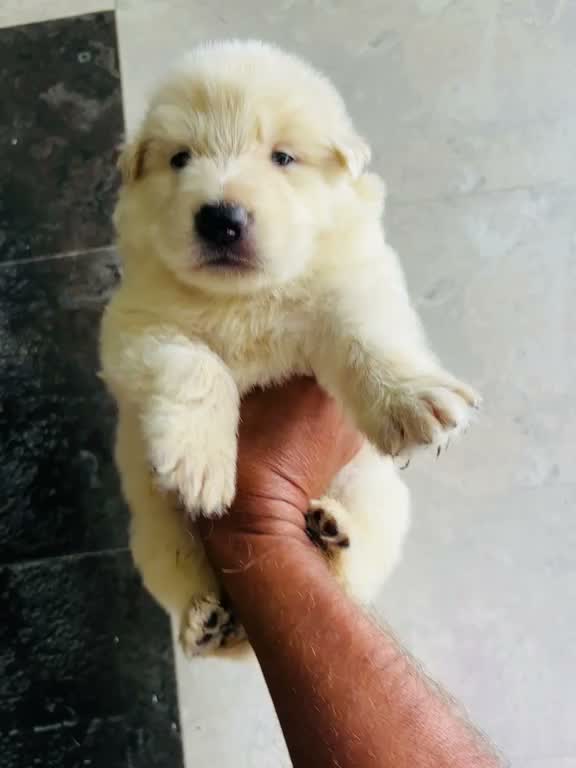 German Shepherd Puppy, farm video