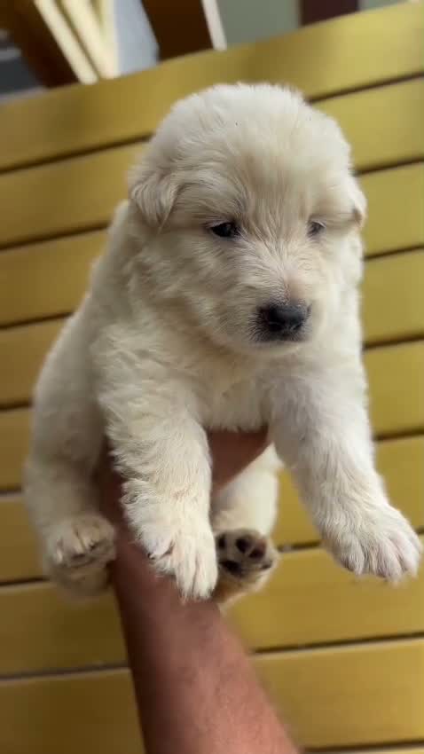 German Shepherd Puppy, farm video