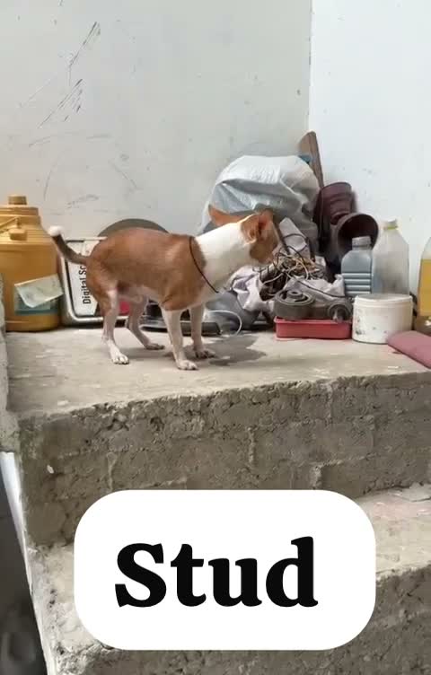 Chihuahua Puppy, farm video