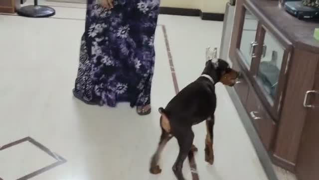 Doberman Pinscher Puppy, farm video