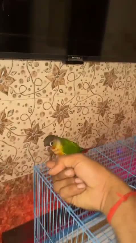 Small Cheek Conure, farm video