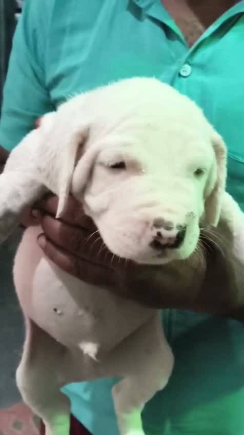 American Bully Pocket Size Puppy, farm video