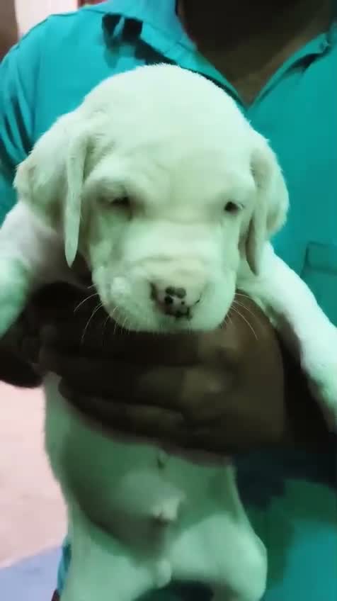 American Bully Pocket Size Puppy, farm video