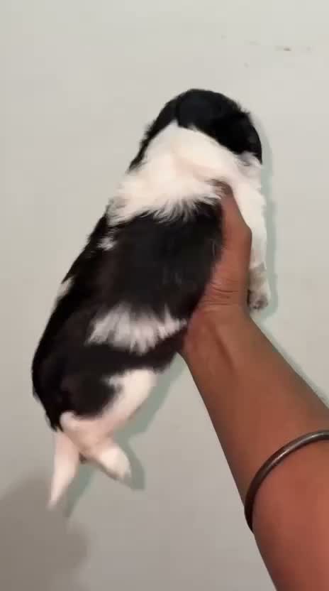 Shih Tzu | Black Color, farm video