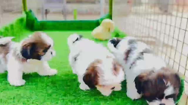 Shih Tzu | Black Color, farm video