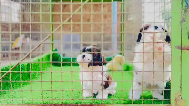 Shih Tzu | Black Color, farm video