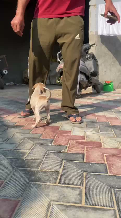 American Bully XXL Size Puppy, farm video