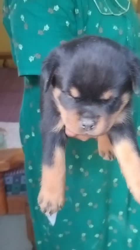 Rottweiler Puppy, farm video