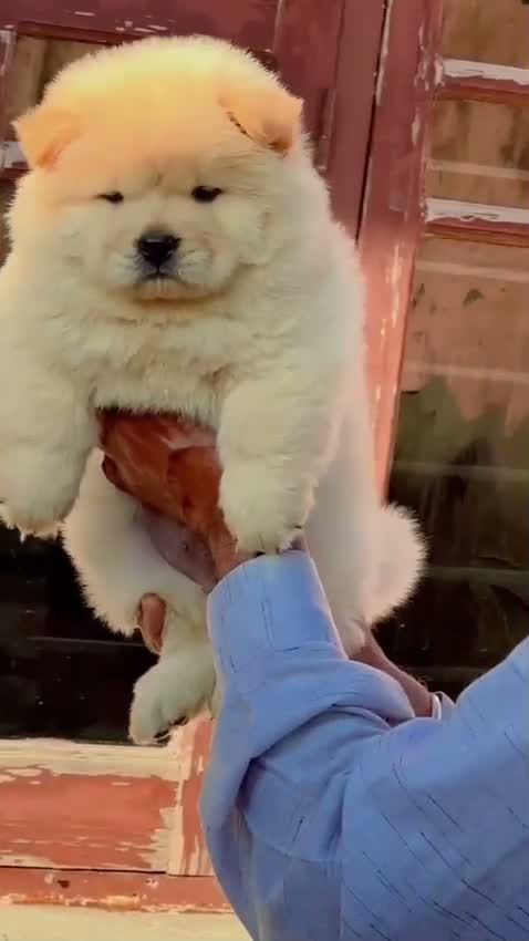 Chow Chow Puppies, farm video