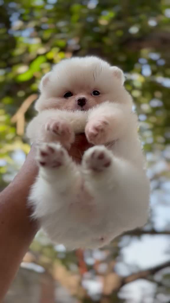 Pomeranian Puppy, farm video