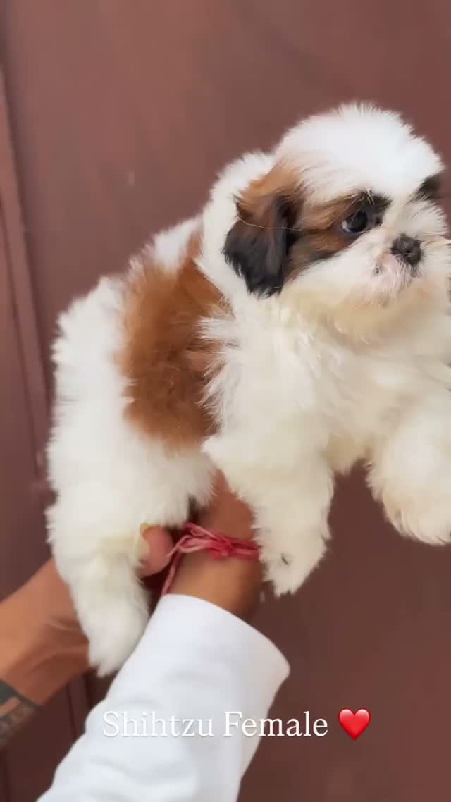 Shih Tzu | Black Color, farm video