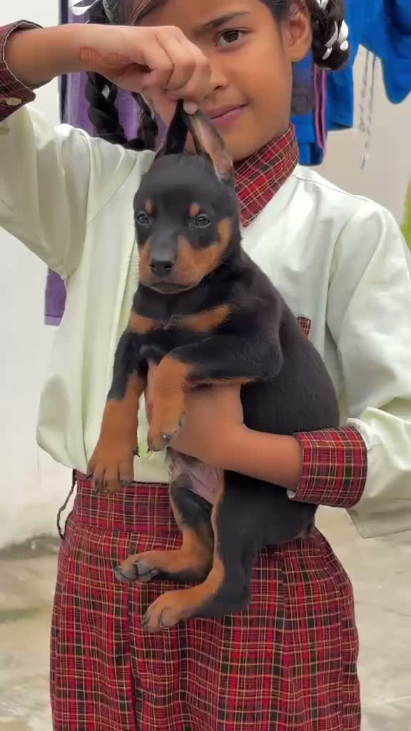 Doberman Pinscher Puppy, farm video