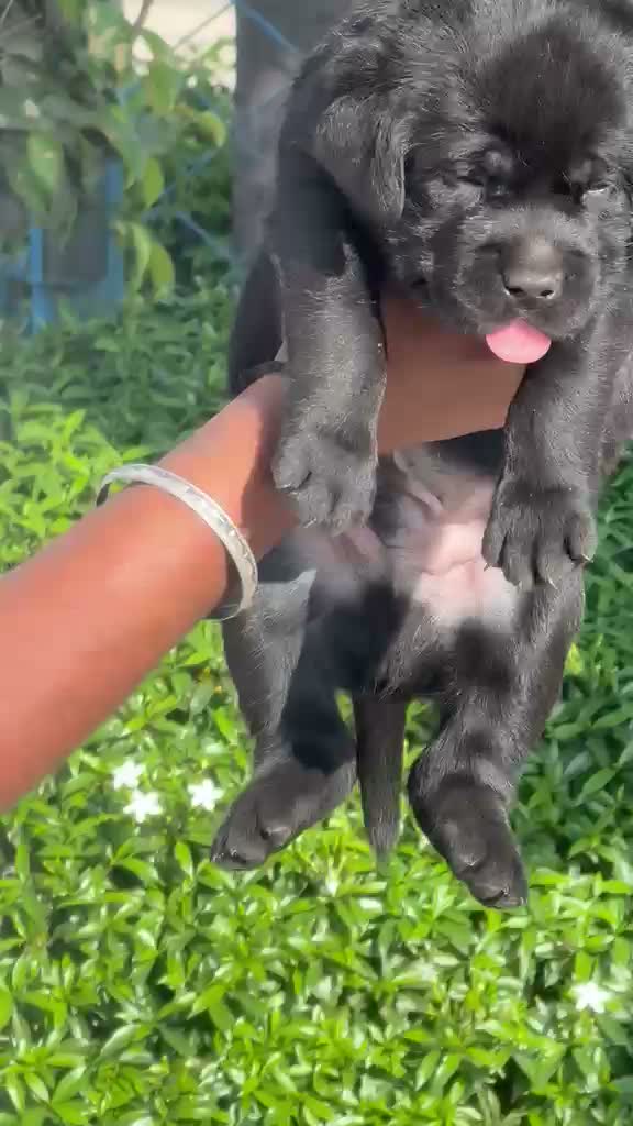 Beagle Black & Tan Puppy, farm video