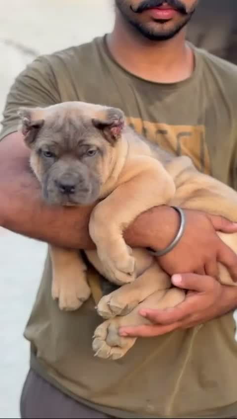 Cane Corso Puppy, farm video
