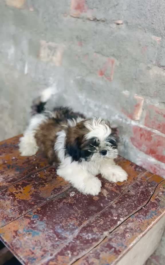 Shih Tzu | Black Color, farm video