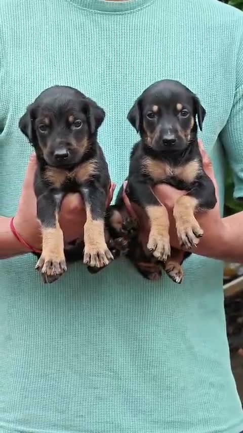 Doberman Pinscher Puppy | Brown & Tan, farm video