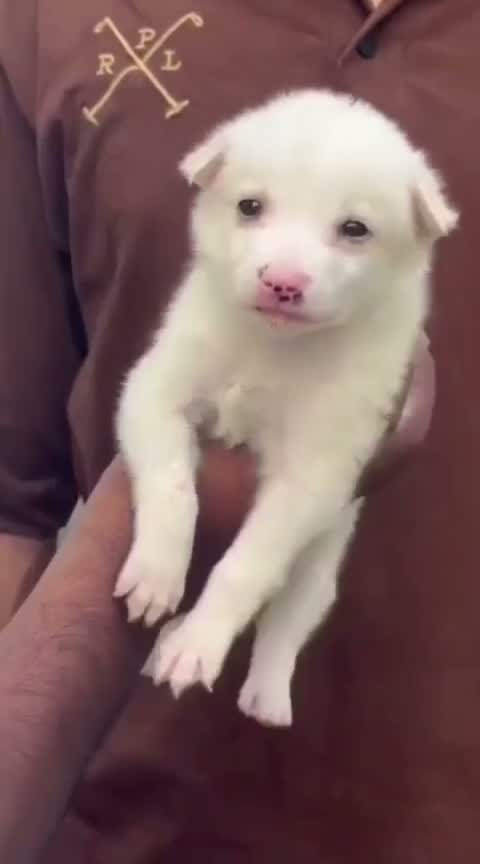 Pomeranian Puppy, farm video