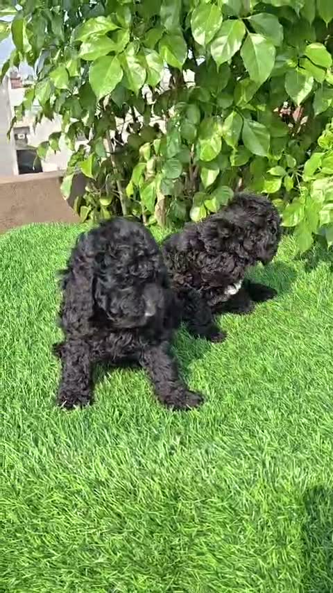 Standard Poodle Puppy | White, farm video