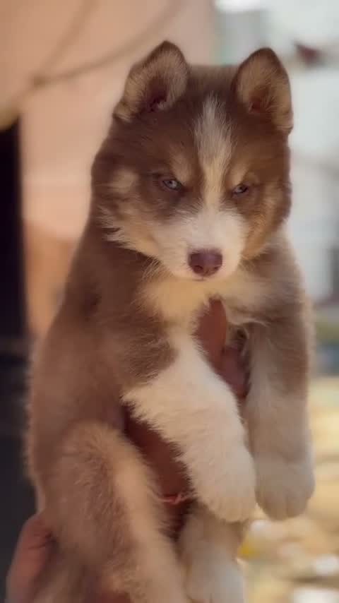 Siberian Husky Puppy | Black & White Color, farm video