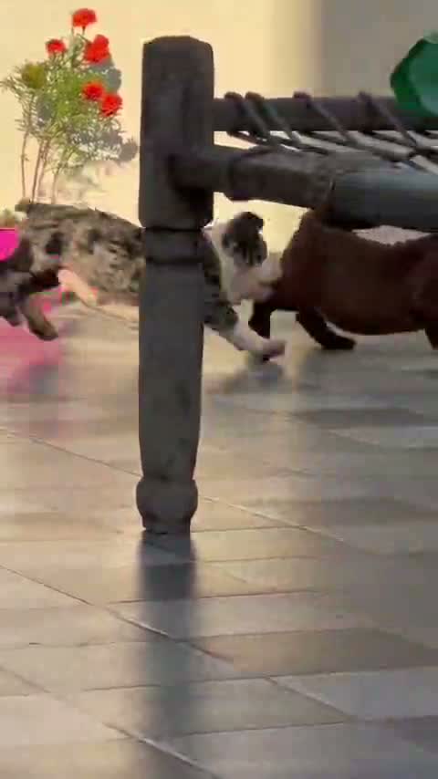 American Bully Pocket Size Puppy, farm video