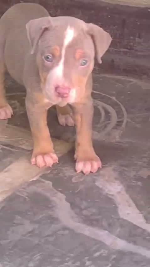 American Bully XXL Size Puppy, farm video