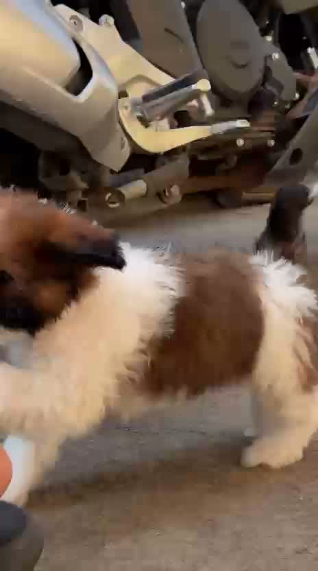 Shih Tzu | Black Color, farm video