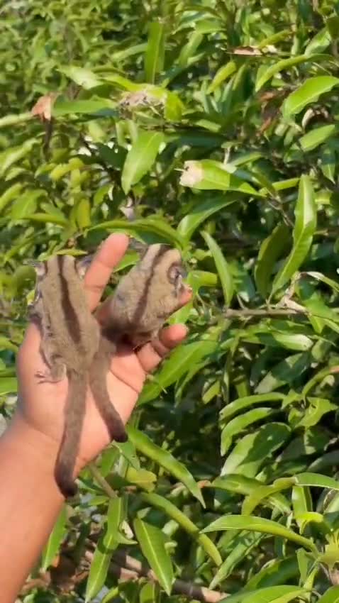 Dachshund Puppy | Brown, farm video