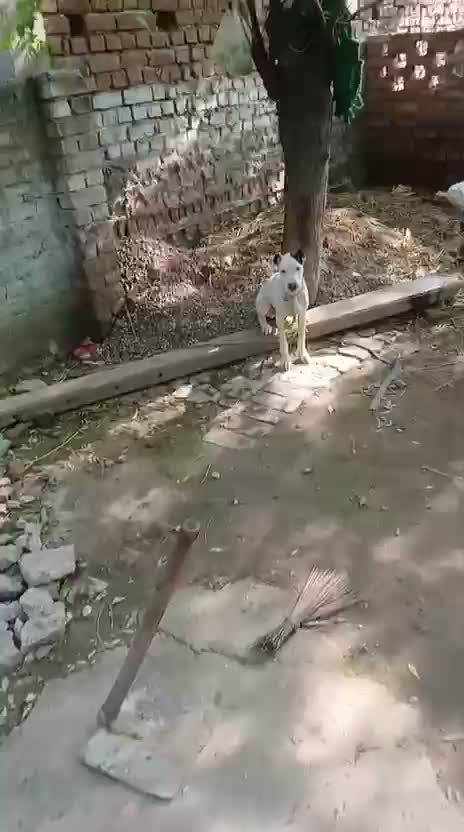 Dogo Argentino Puppy, farm video