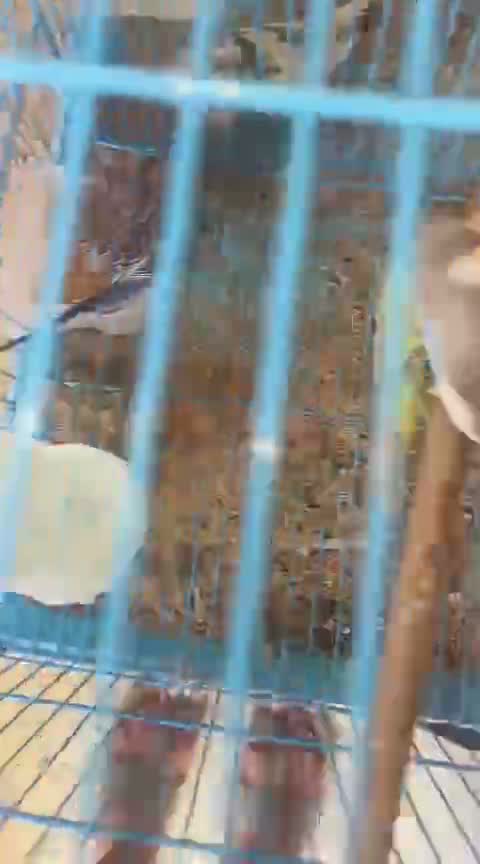 Budgies | Fallow, farm video