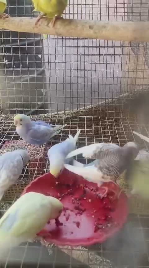 Budgies | Fallow, farm video