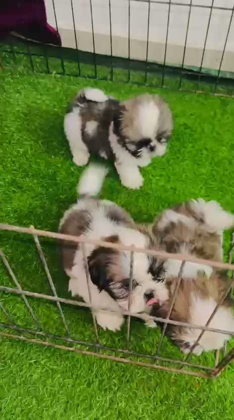 Shih Tzu | Black Color, farm video