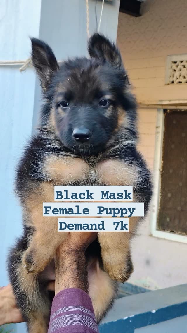 Dachshund Puppy | Brown & Tan, farm video