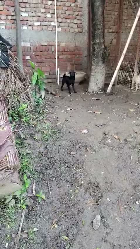 Pug Puppy, farm video