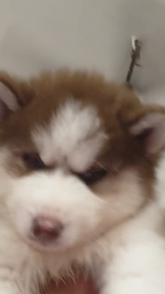 Siberian Husky Puppy | Black & White Color, farm video