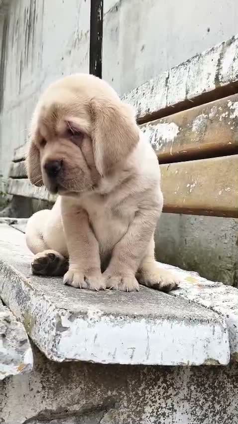 Beagle Black & Tan Puppy, farm video