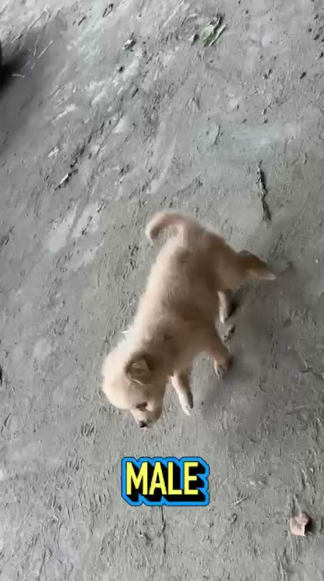 Culture Toy Pom Puppy, farm video